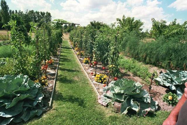 Potager paysager