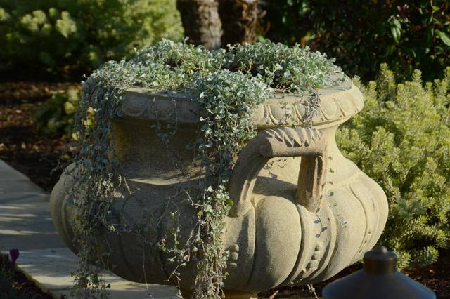 Dichondra argentea en potée
