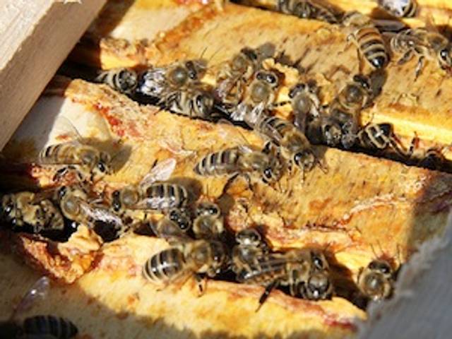 Propolis