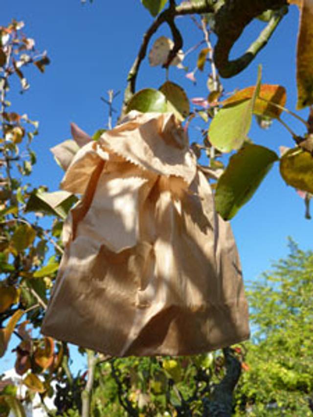 Sachet de protection du fruit dans l'arbre