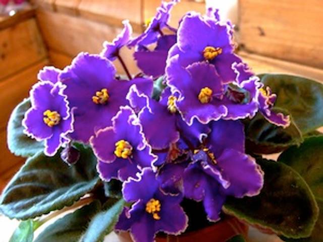 Saintpaulia ionantha