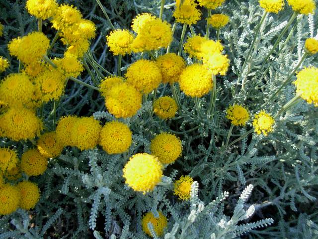 Santolina chamaecyparissus - Santoline argentée - Fleurs