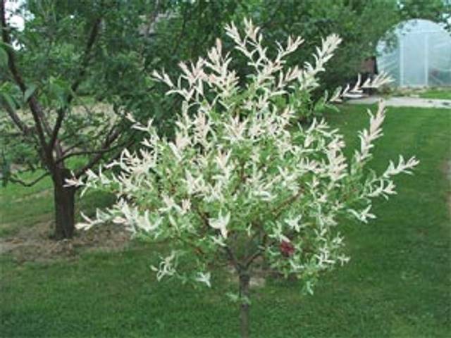 Saule crevette