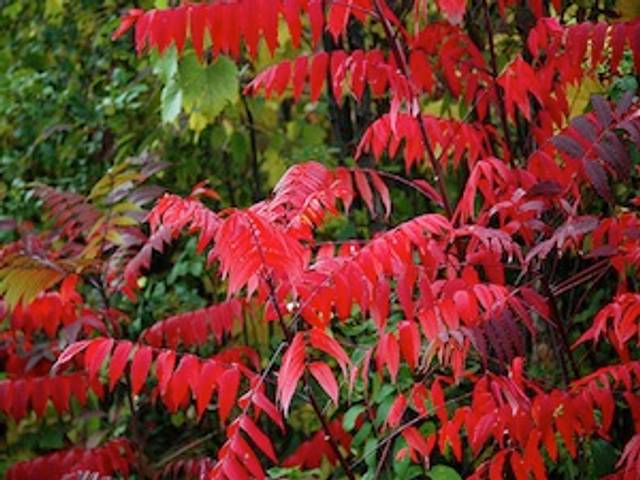 Sumac en automne