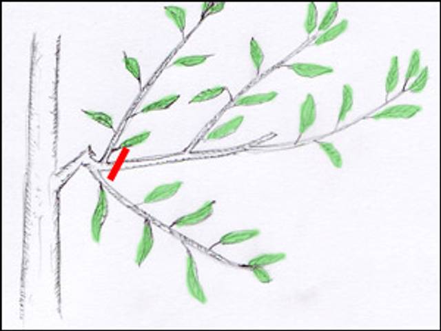 Taille en vert d'une couronne stérile