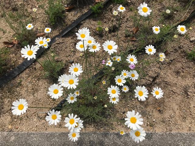 Pyrèthre de Dalmatie - Tanacetum cinerariifolium
