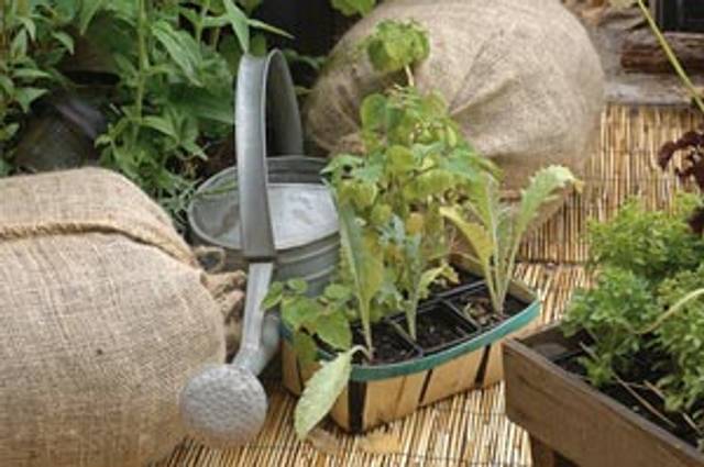 Toile de jute au jardin potager