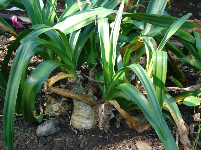 Amarcrinum howardii, une plante bulbeuse à la floraison parfumée