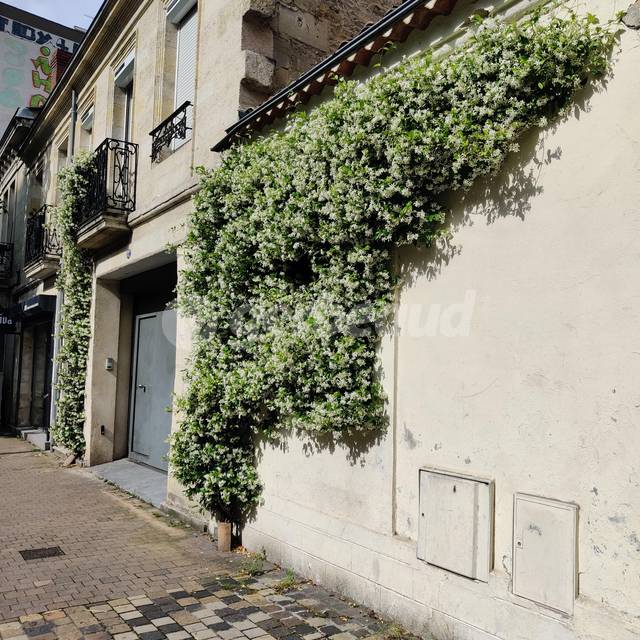 Jasmin étoilé(Trachelospermum jasminoides) grimpant sur un mur, en ville