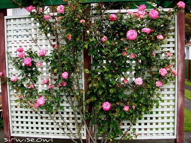 Treillage et rosier grimpant