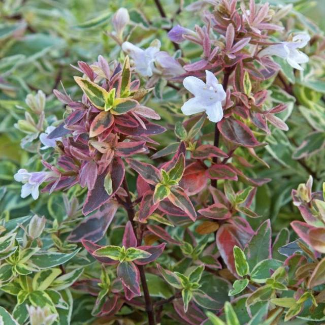 Abelia x grandiflora 'Sparkling Silver' SPARKLING SILVER® (Valkplant)