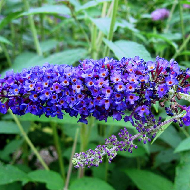 Arbre aux papillons 'Empire Blue' - Buddleja davidii - Fleur (Ptelea / Wikimedia)