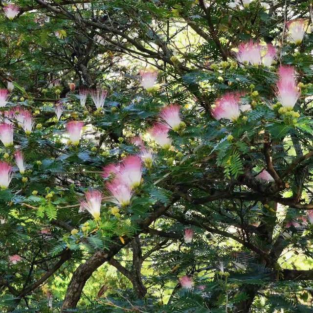 Caliandra surinamensis (Ping an Chang / Wikimedia)