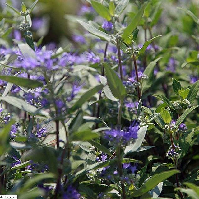 Caryopteris Grand Bleu (David J. Stang / Wikimedia)
