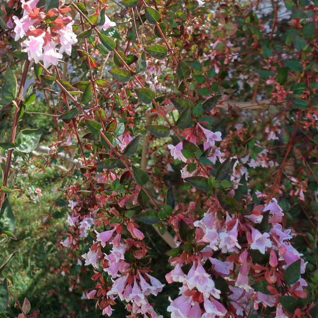 Abelia x 'Edward Goucher' (cultivar413)
