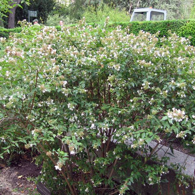 Abelia x grandiflora - Arbuste en fleurs (Bri Weldon)