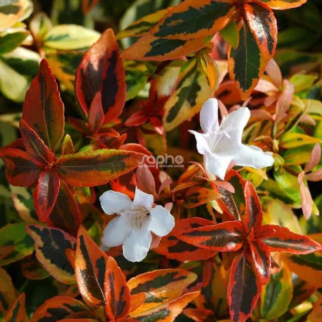 Abelia x grandiflora 'Kaleidoscope' (Sapho)