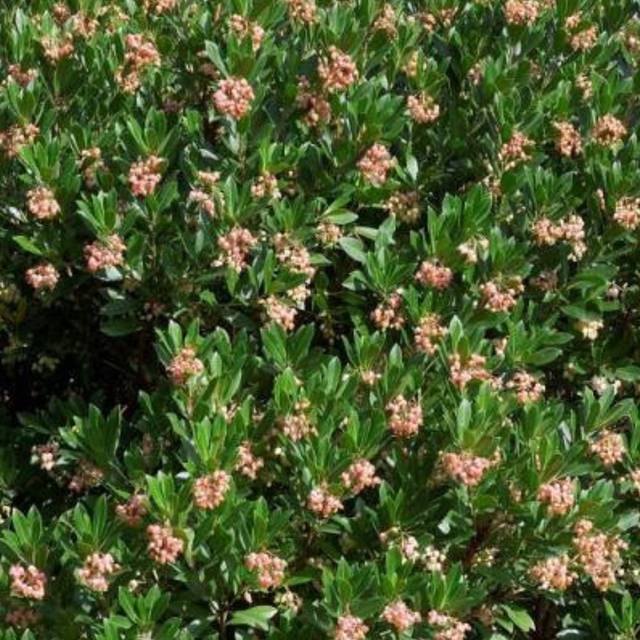 Arbousier 'Roselily' (Arbutus unedo) (Hortival Diffusion)