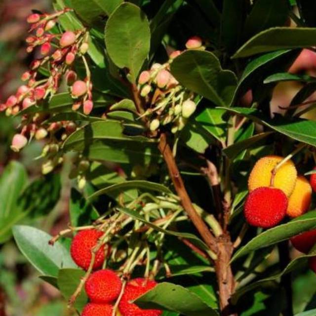 Arbousier 'Roselily' (Arbutus unedo) (Hortival Diffusion)