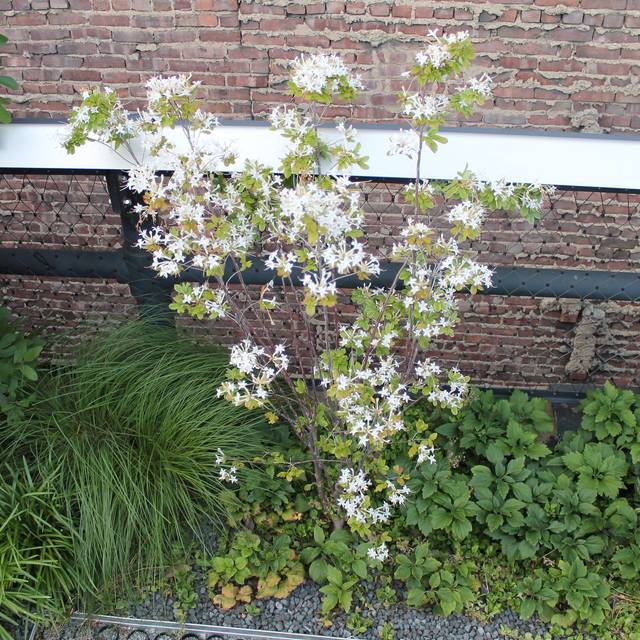 Azalée mollis 'Viscosum' - Azalea mollis (Elvert Barnes)