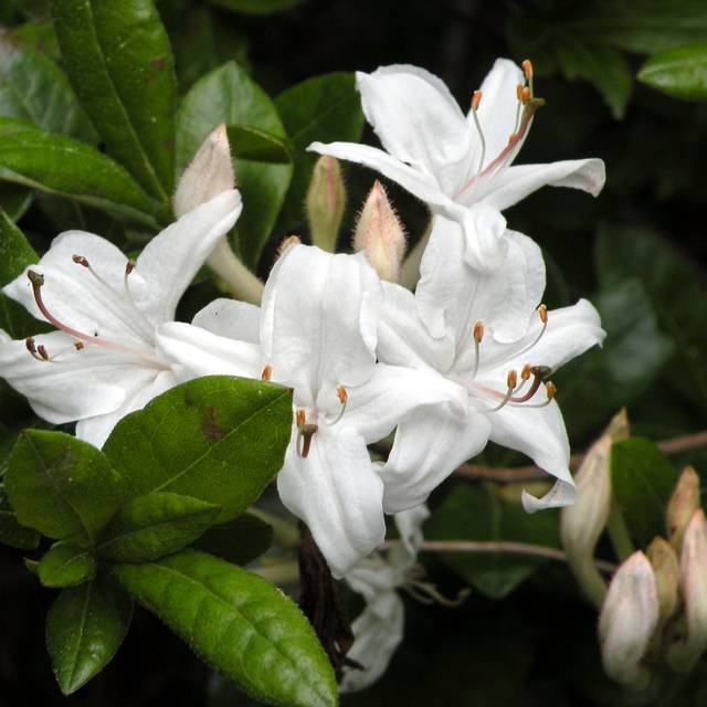 Azalée mollis 'Viscosum' - Azalea mollis (Doug McGrady)