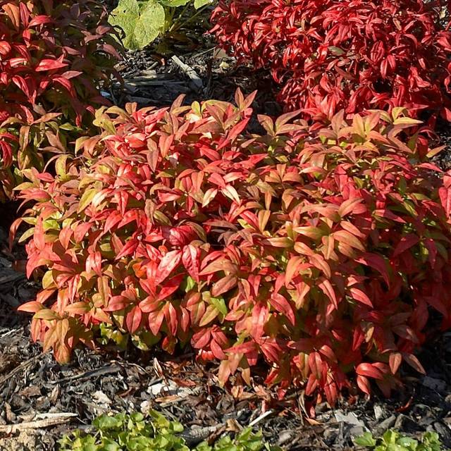 Bambou sacré Fire Power - Nandina domestica (Wouterhagens)