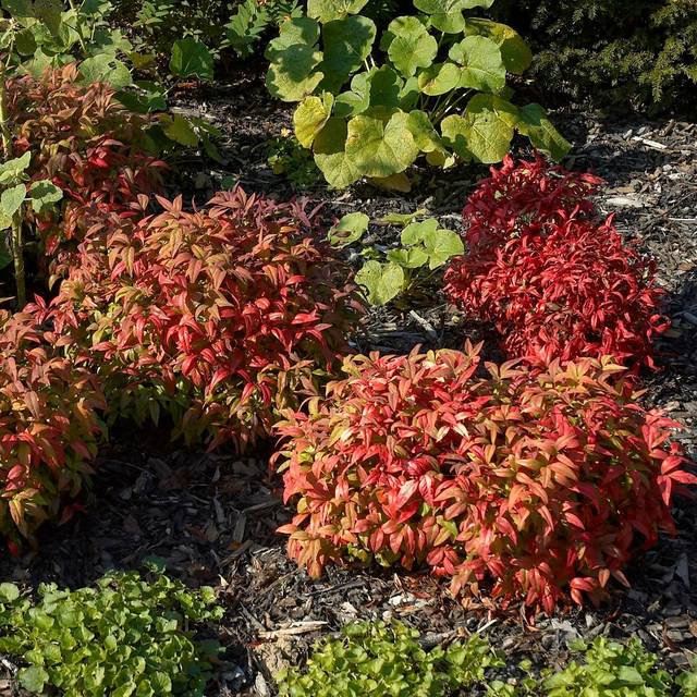 Bambou sacré Fire Power - Nandina domestica (Wouterhagens / Wikimedia)