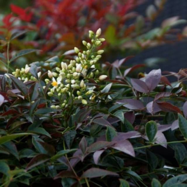 Bambou sacré Flirt 'Murasaki' (Nandina domestica) (Plantipp)