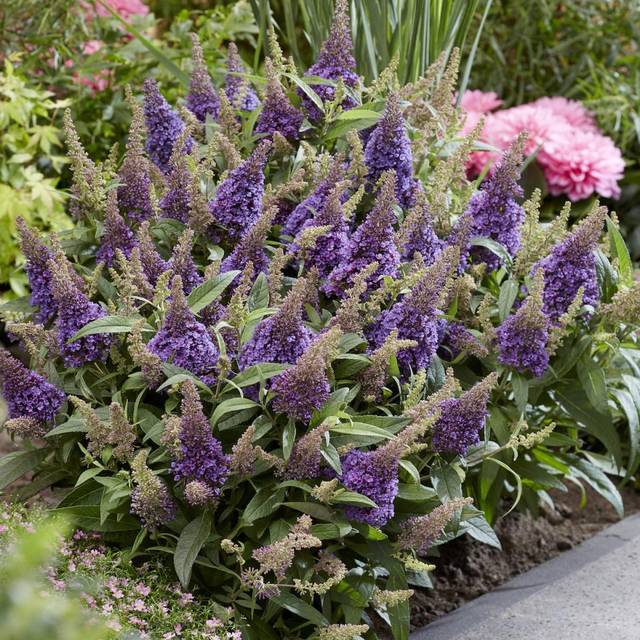 Arbre aux papillons Little Lila 'BotEx004' - Buddleja davidii (Globe Planter)