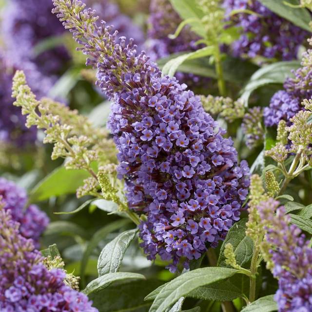 Arbre aux papillons Little Lila 'BotEx004' - Buddleja davidii (Globe Planter)