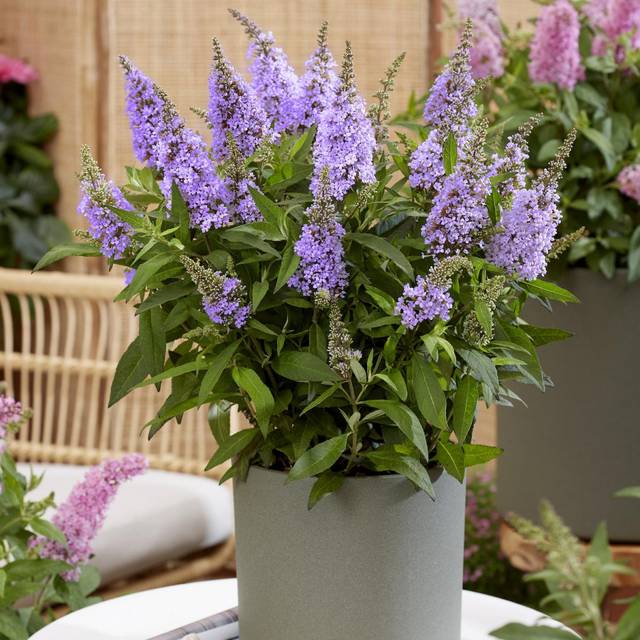 Arbre aux papillons Little Lila 'BotEx004' - Buddleja davidii (Globe Planter)