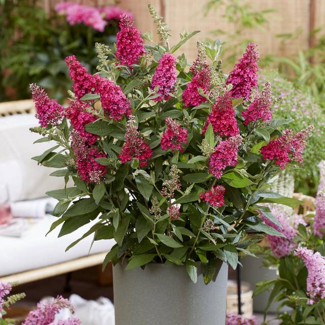 Arbre aux papillons Little Ruby 'BotEx006' - Buddleja davidii (Globe Planter)