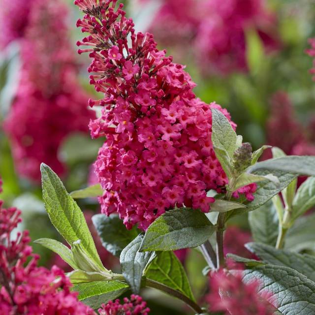 Arbre aux papillons Little Ruby 'BotEx006' - Buddleja davidii (Globe Planter)
