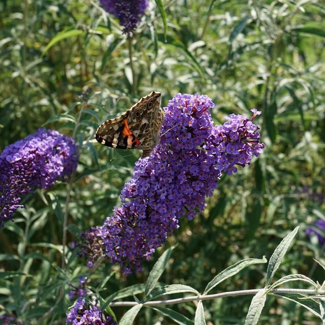 Arbre aux papillons Nanho Blue - Buddleja davidii (Gábor Wiandt)