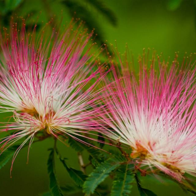 Caliandra surinamensis (Viviane Fonseca)