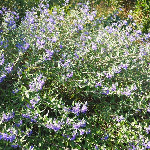 Caryopteris ou Barbe-bleue (De Tuin)