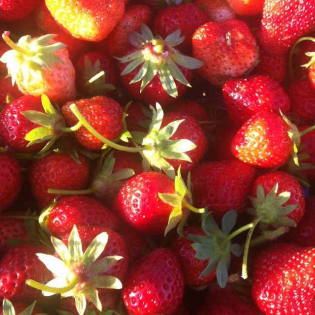 Fraisier Charlotte