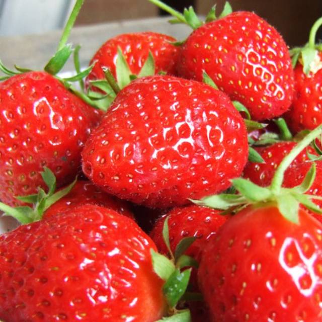 Fraisier Mara des Bois (Natoora)
