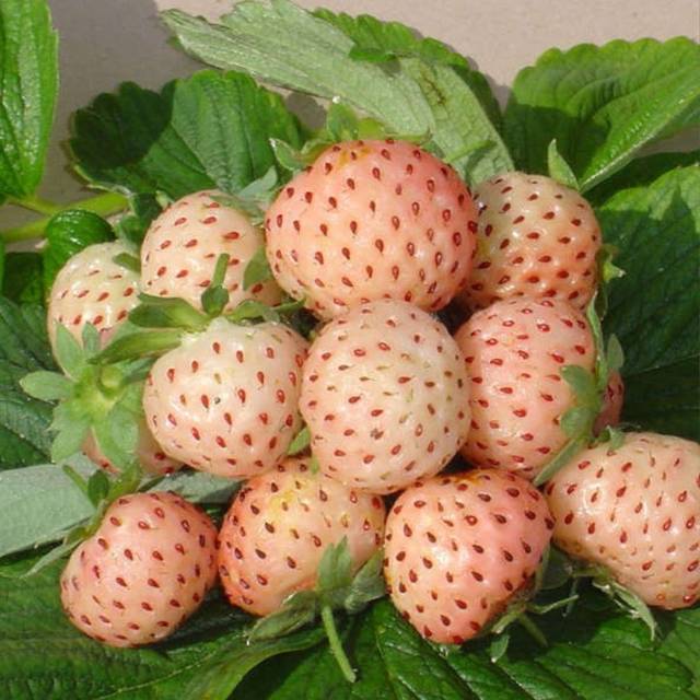 Fraisier 'Ananas'