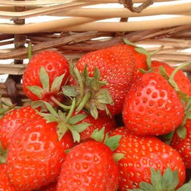 Fraisier 'Belle et Bonne'
