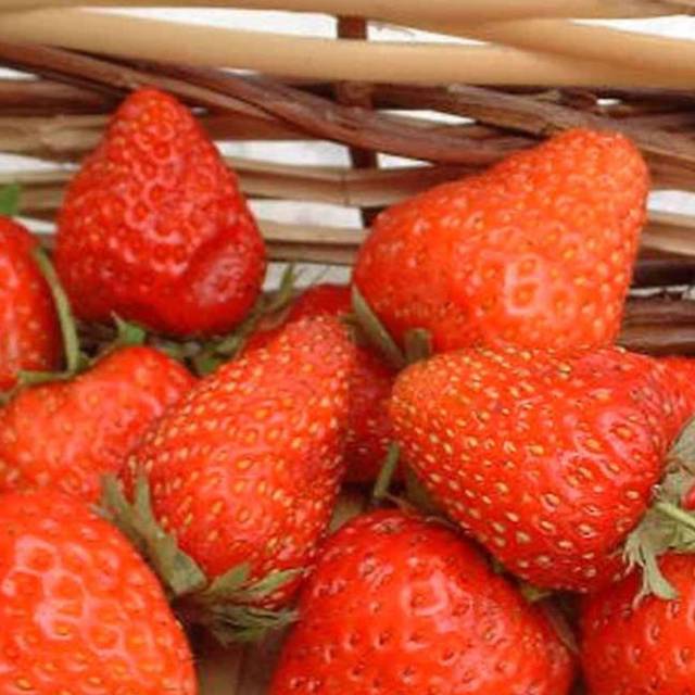 Fraisier 'Belrubi'