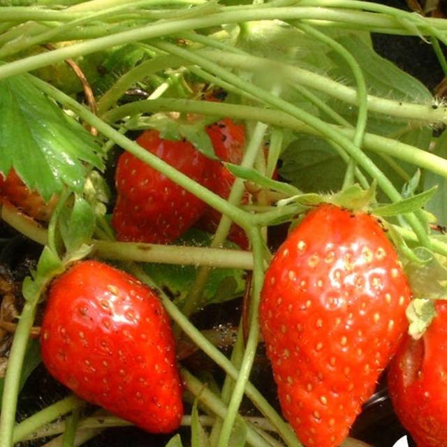 Fraisier Ciflorette