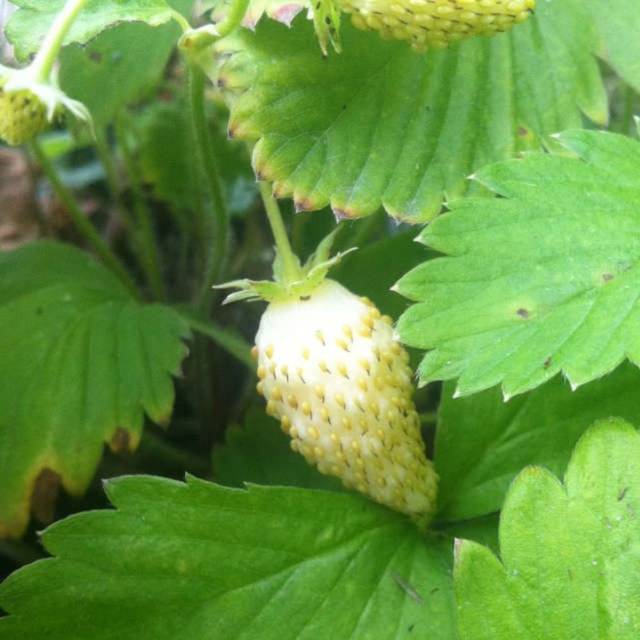 Fraisier 'Golden Alpine'