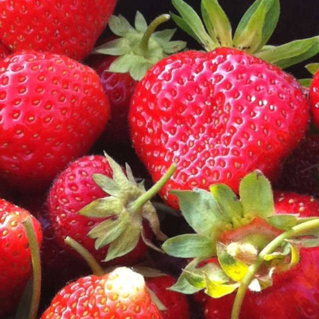 Fraisier 'Madame Moutot'