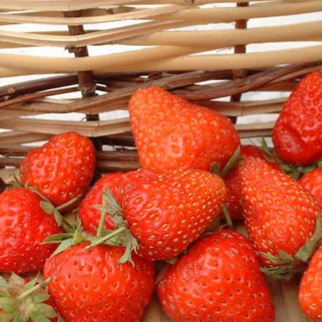 Fraisier 'Talisman'