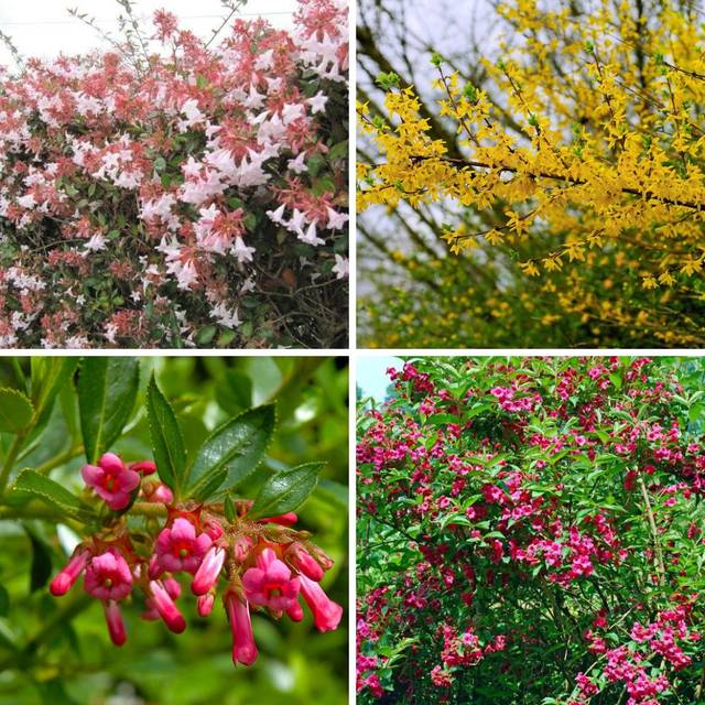 Kit de haie fleurie à croissance rapide - Abelia, escallonia, forsythia et weigela