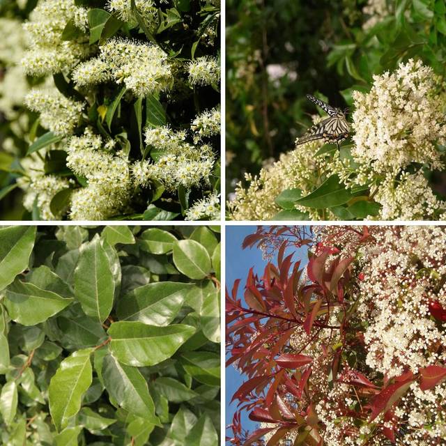 Kit de haie persistante à croissance rapide - photinia, elaeagnus, ligustrum et prunus