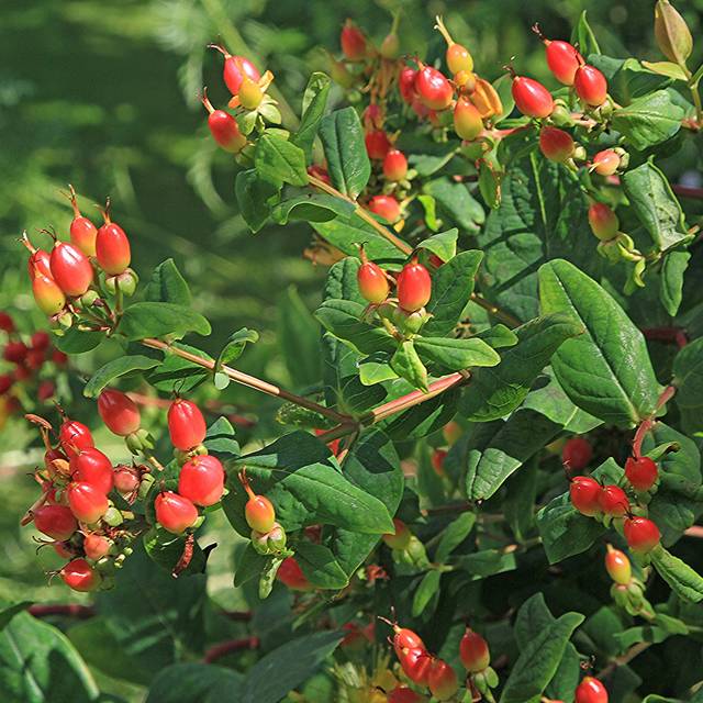 Millepertuis Hidcote (Hypericum hookerianum) - les fruits (Rob Hodgkins)