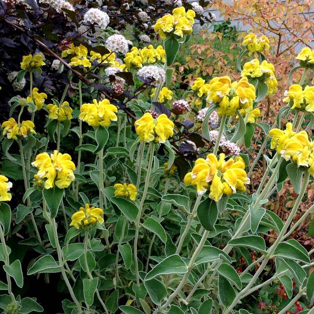 Phlomis fruticosa - Sauge de Jerusalem (jacki-dee)