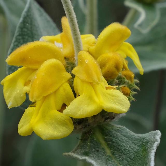 Phlomis fruticosa - Sauge de Jerusalem - Fleur (Anita Gould)